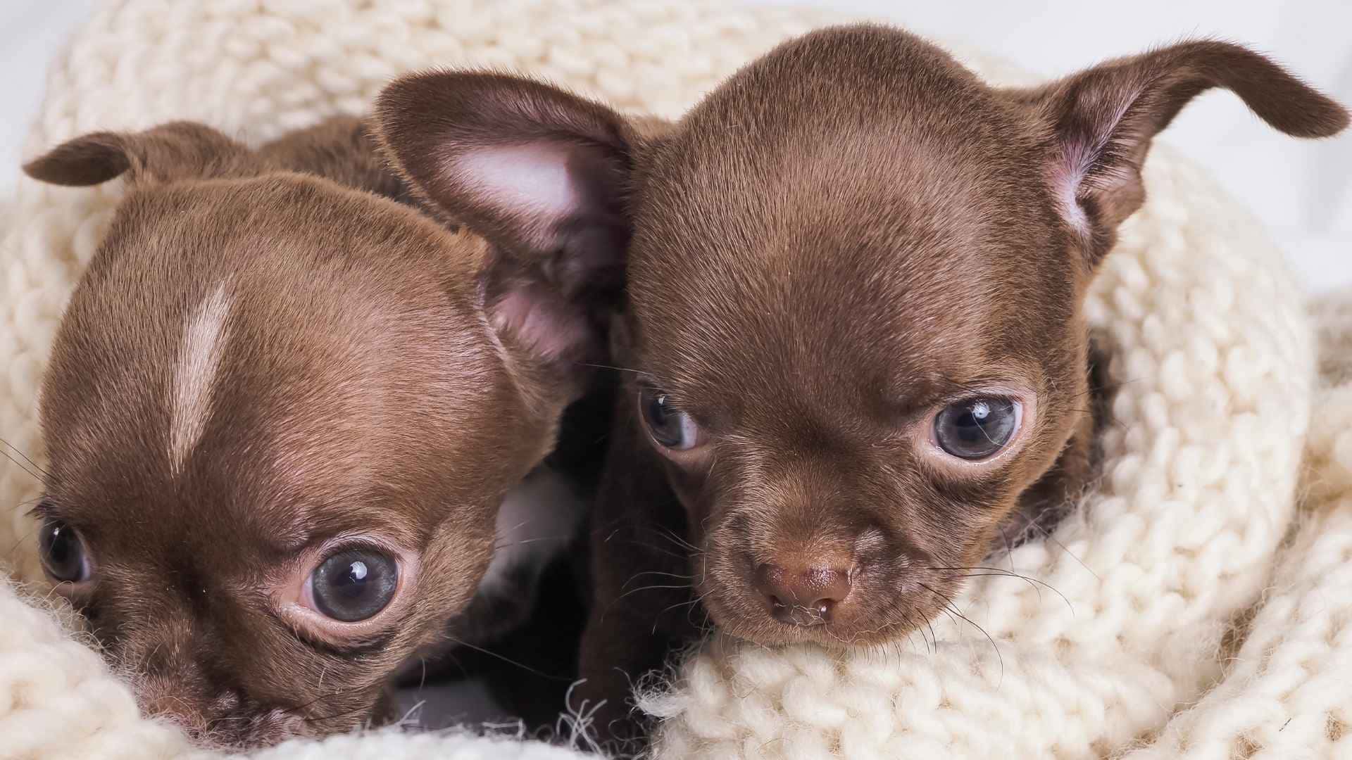 fotos perros con sindrome de down